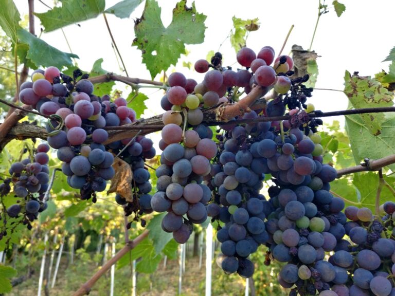 Harvesting red grapes
