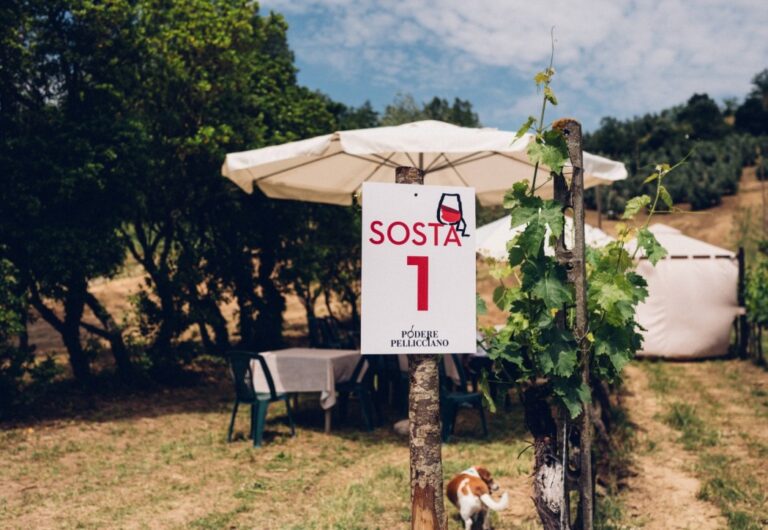 Wine tour with walk through the vineyard and wine tasting in San Miniato
