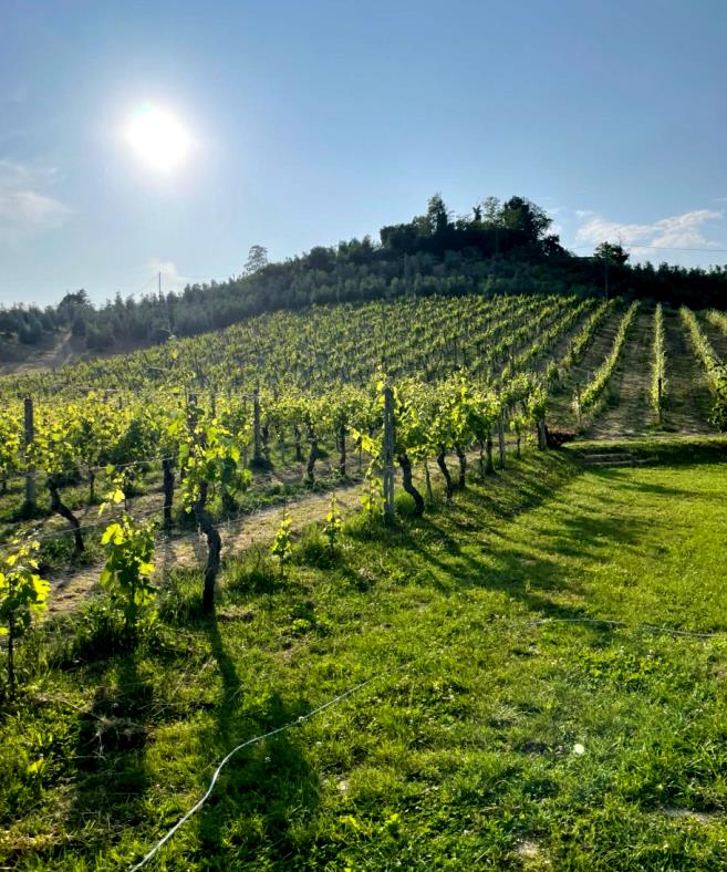 San Miniato valley