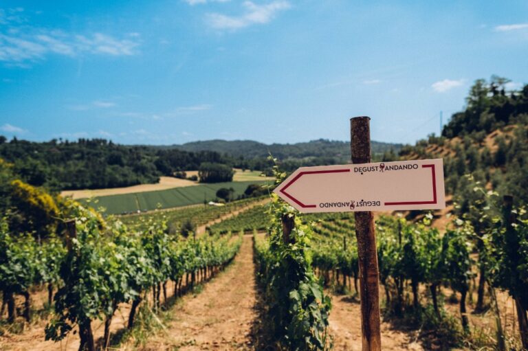 Wine tour in the San Miniato district with Arianna & Friends