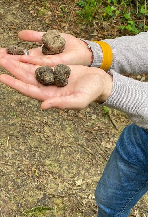 Truffle tour with cooking class in Tuscany