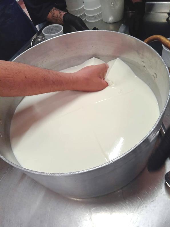 Pecorino cheese tour near Volterra