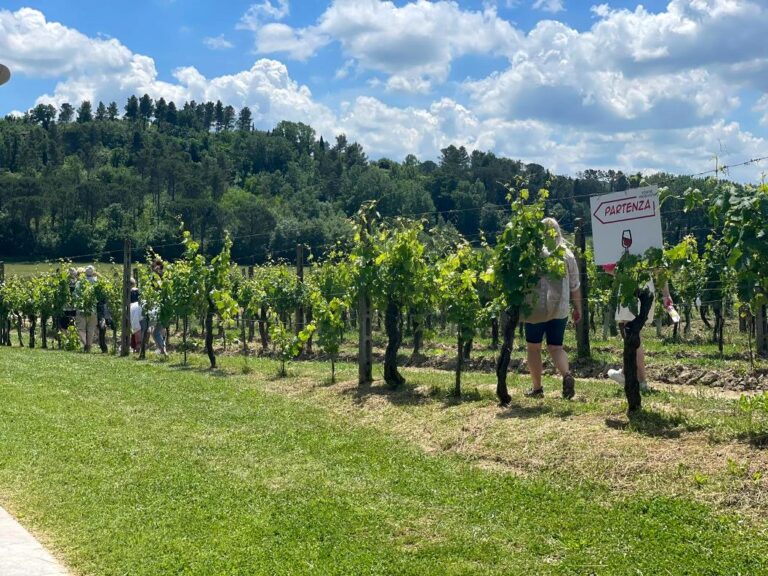 Walk in the San Miniato winery