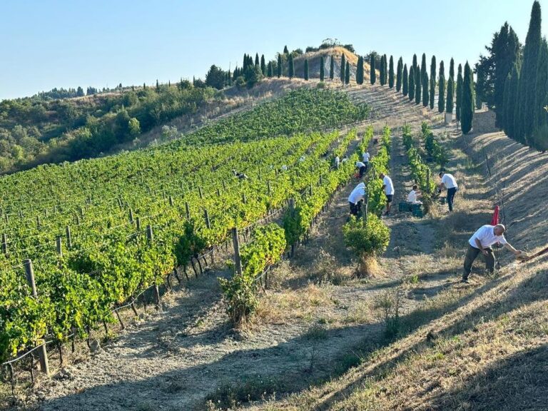 Grape harvest experience