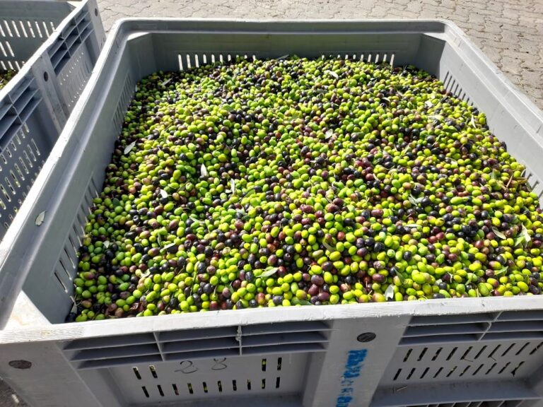 Olive oil tour in Morrona