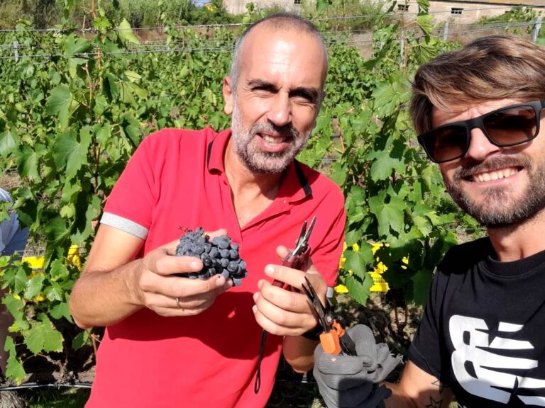 Harvesting grapes
