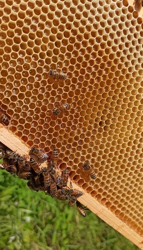 Bees are working