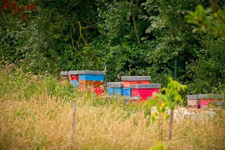 Typical farm in Casciana terme with honey making
