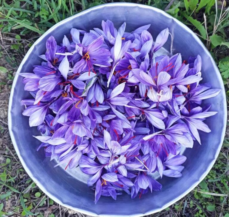 Basket with saffron flowers