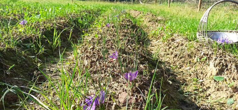 Saffron flowers