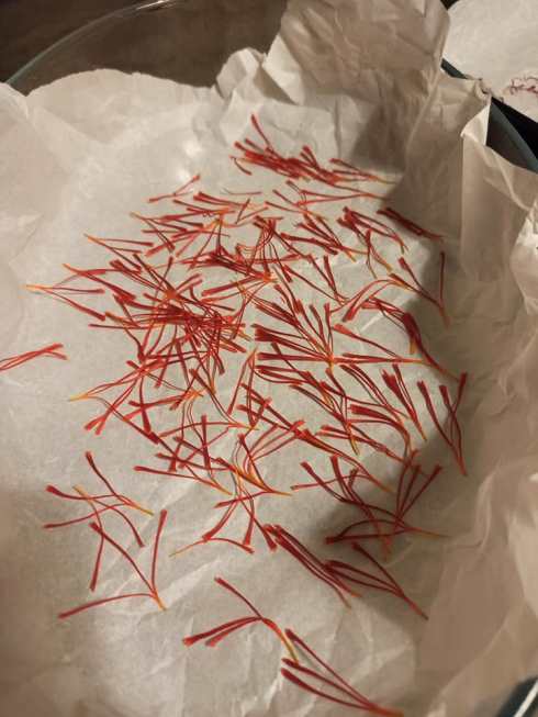 Dried saffron pistils ready to be used