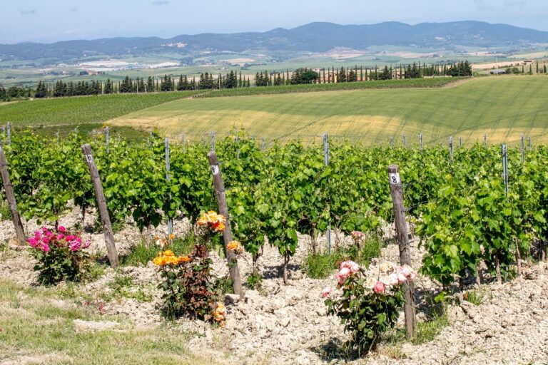 Cheese and wine tour in Tuscany with Arianna & Friends