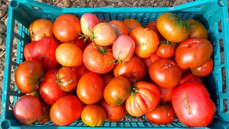 Fresh tomatoes from the garden