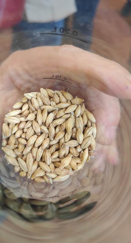 Typical barley produced in the countryside near Volterra