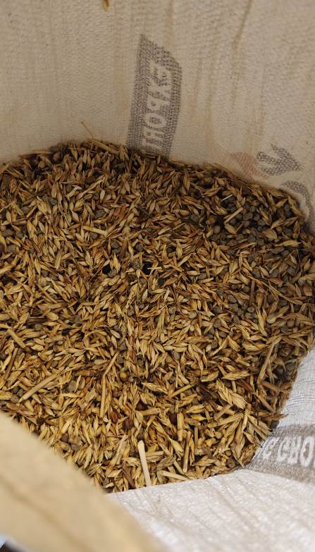 Pasta and bread made with the best grain at the farm Floriddia