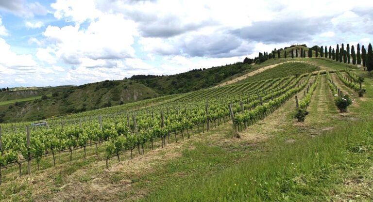 Wine experience in the area of Volterra