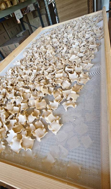 Guided visit to the farm with pasta and biscotti tasting