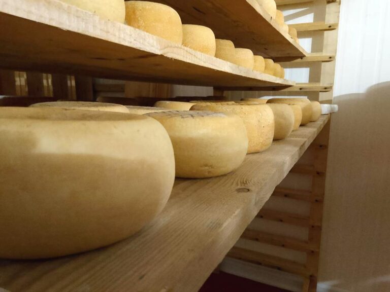 Visit to the pecorino cheese tasting