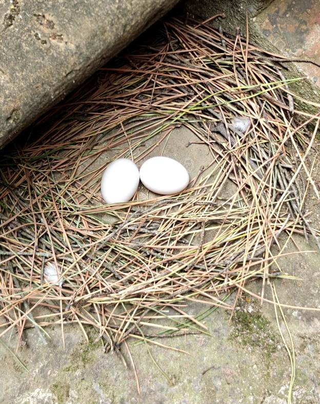 The turtles in the ghizzano garden