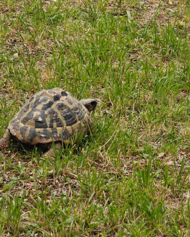 The visit to the garden near Ghizzano