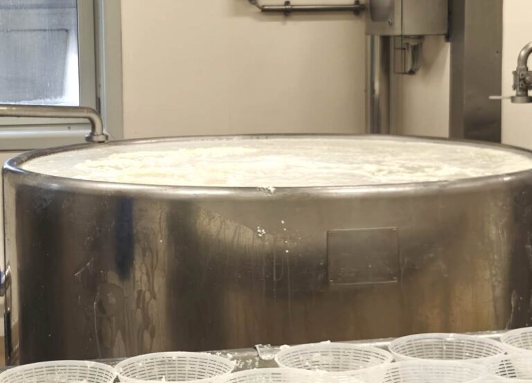 Fresh ricotta cheese made by using the milk whey
