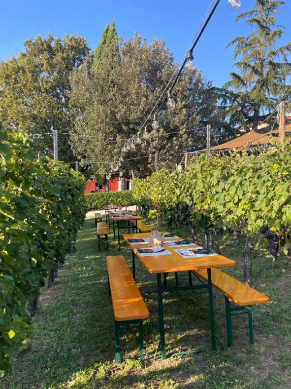 Dinner arranged in the vineyard with wine experience
