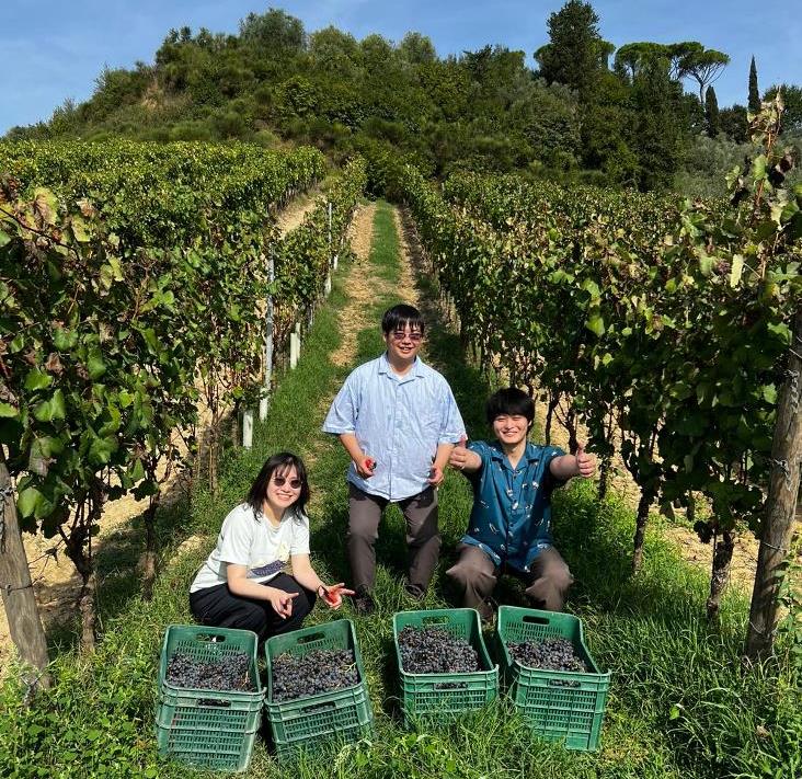 Wine tour with grape harvest