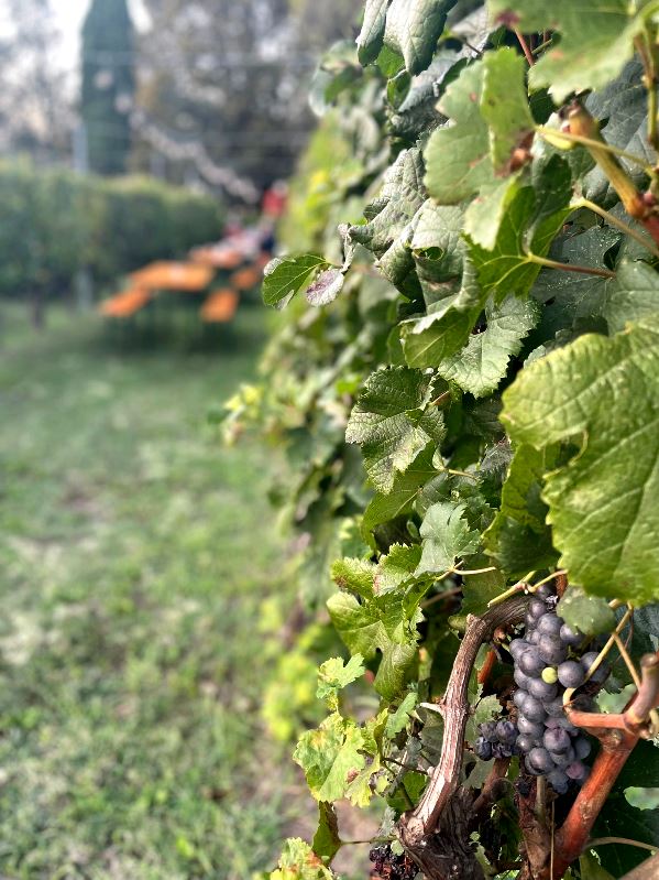 Guided visit to the winery and vineyard during the Tempranillo wine festival