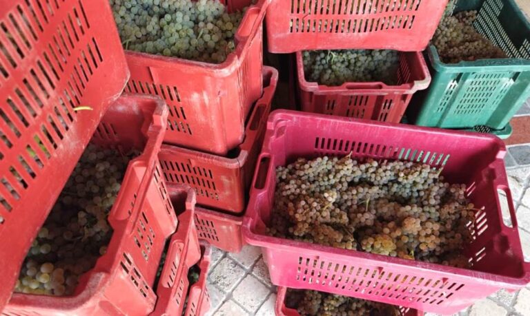 Local white grapes