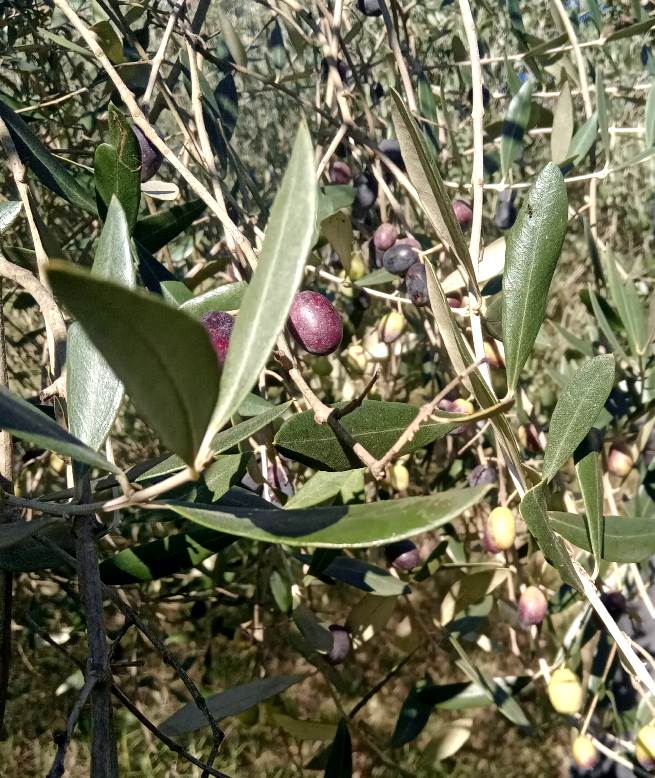 Olives