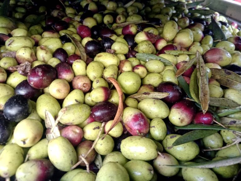 Olive harvest experience