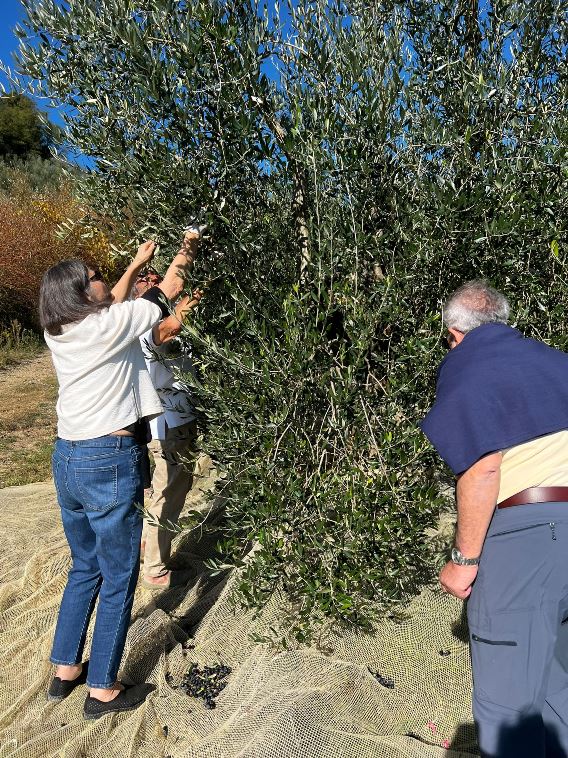 Olive harvest experience in tuscany