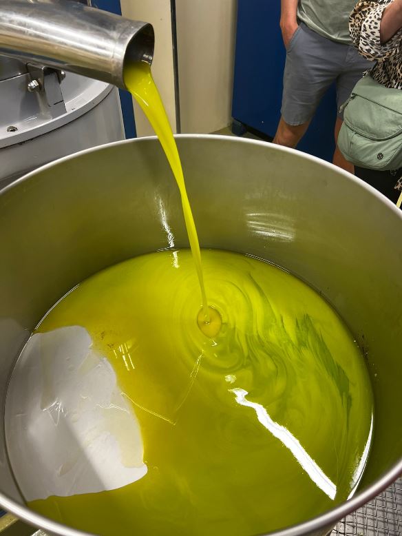 Olive oil tour