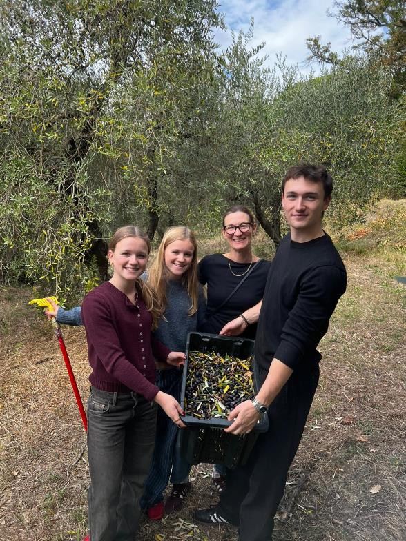 Olive harvest at Tuscan grove