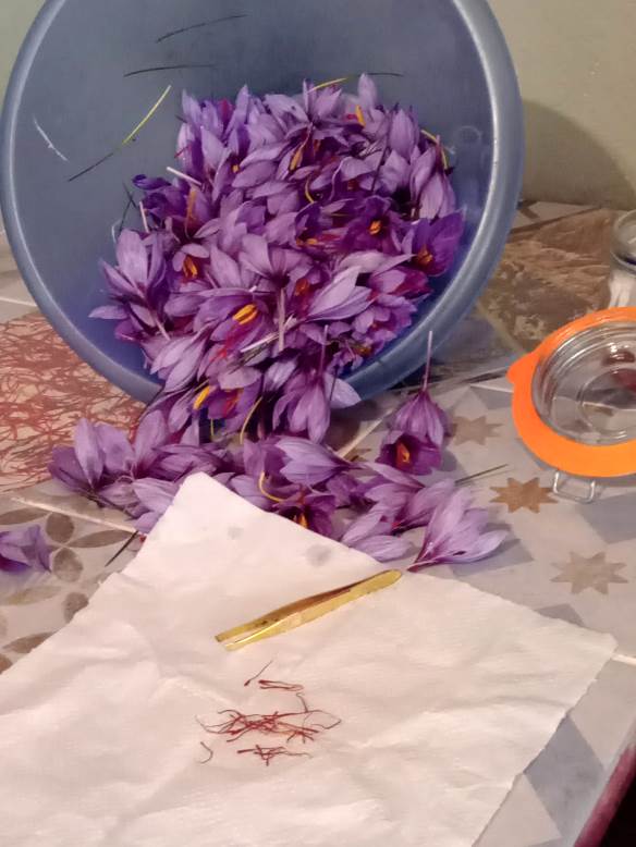 Saffron experience in tuscany