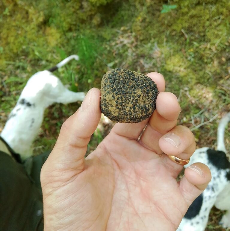 The best truffles found in the wood