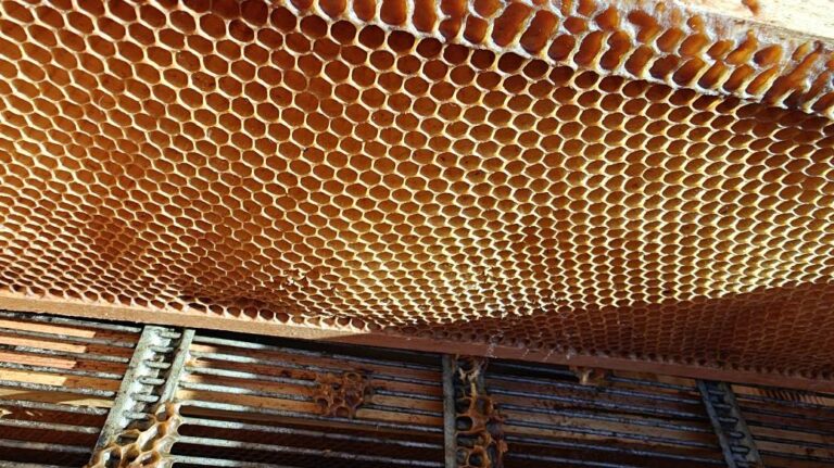 Fresh honey
