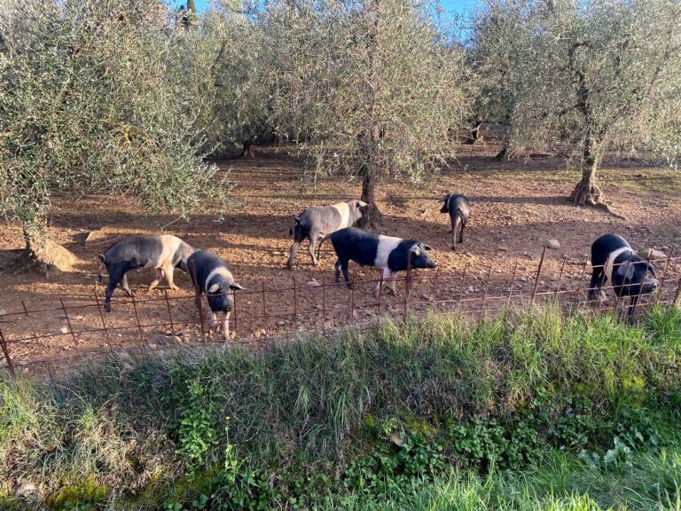 Cinta senese pigs at the olive mill