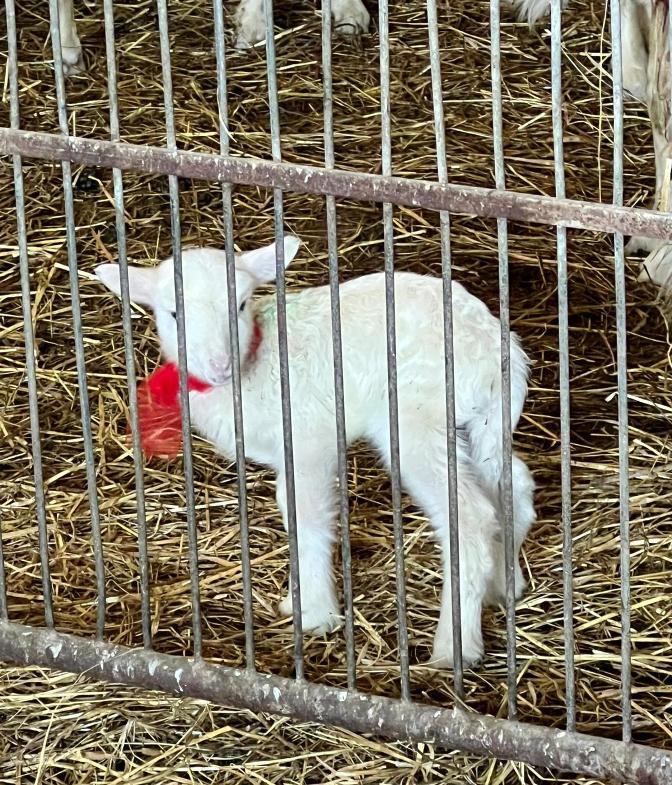 One of the lamb of the small group of sheep