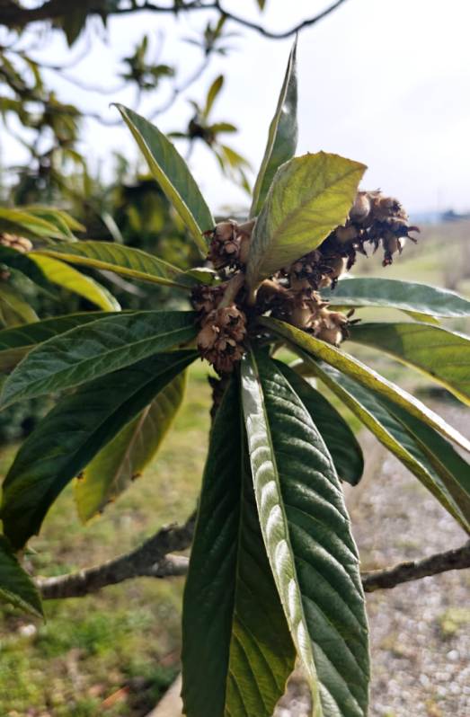 The brand new nut trees planted in the Rabassi garden