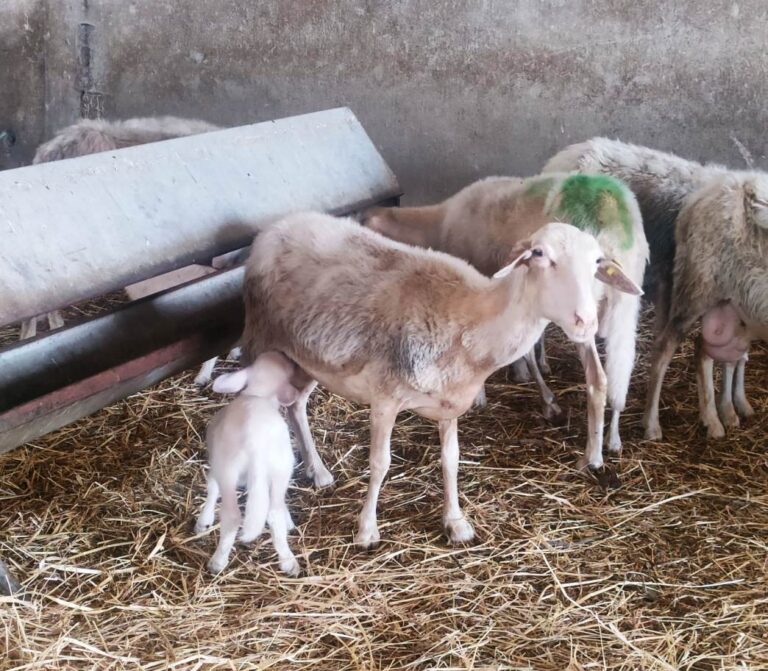 Sheep and lambs