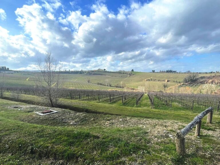 Typical Tuscan countryside with vineyard over the Pisan hills