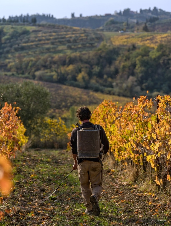 Preparing the vineyard to produce grapes