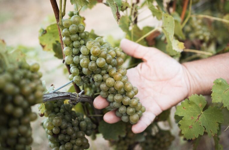 white grapes