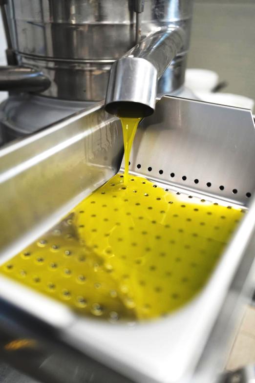 Guided visit and olive oil tasting in Vicopisano with lunch