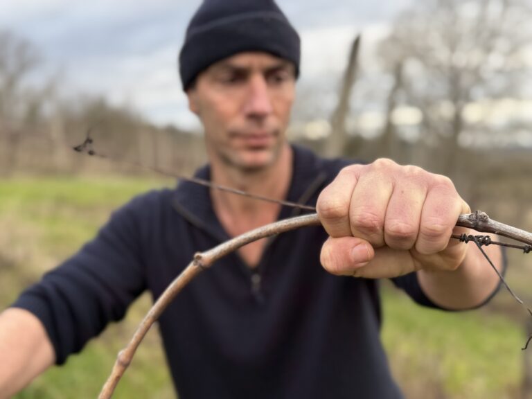 tying grape vines to wire
