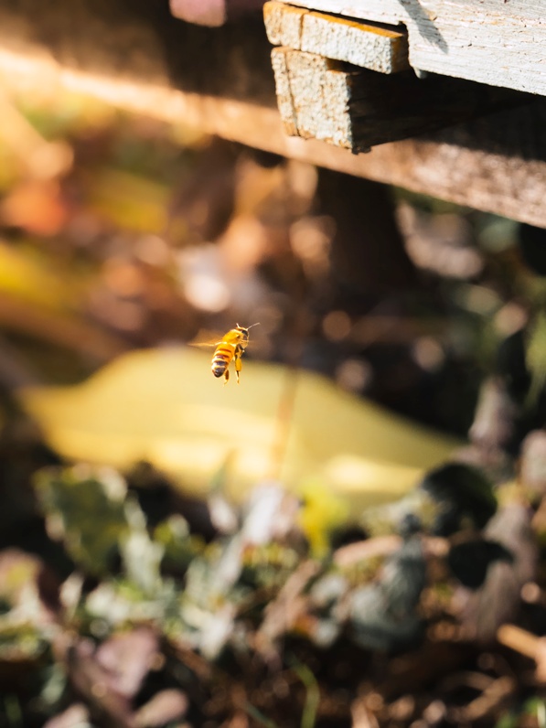 Honey making in Casciana terme