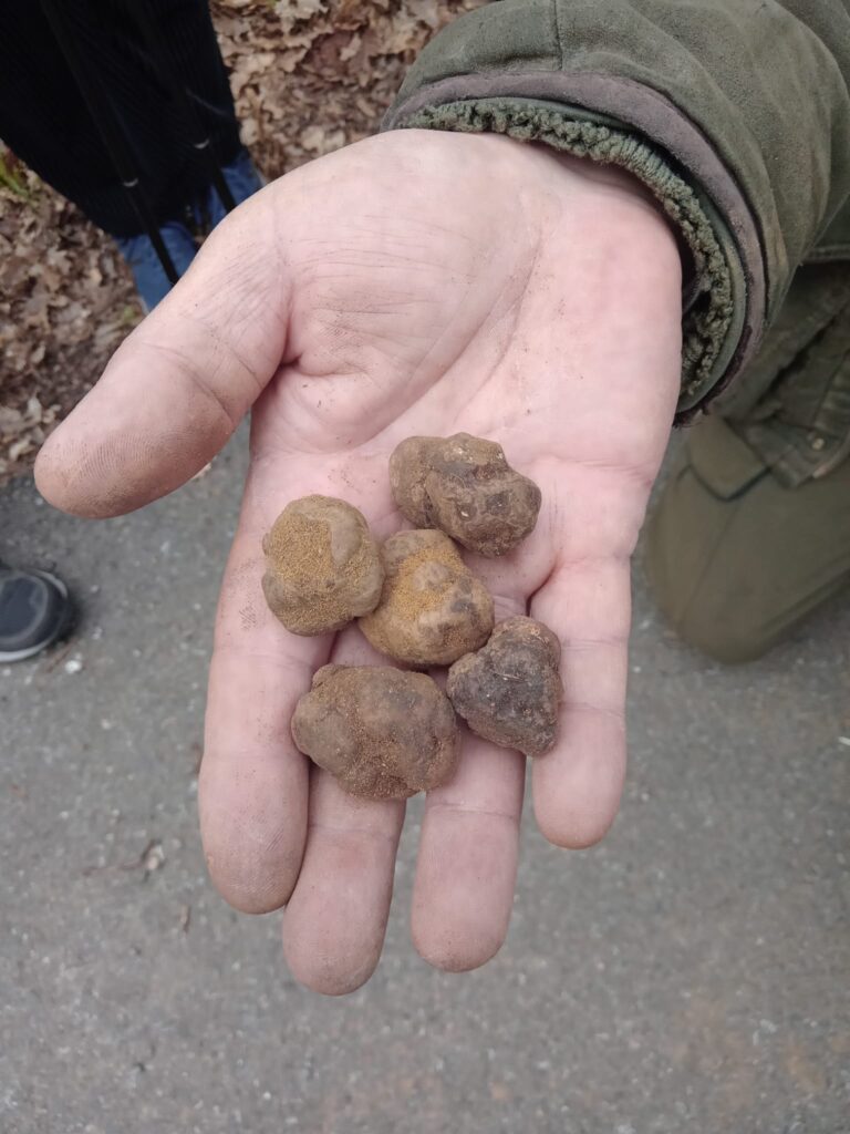 The marzuolo truffle is a little and white truffle that id possible to be found in March and April