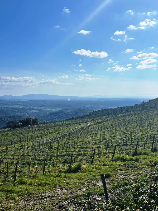 Special wine experience along the coast