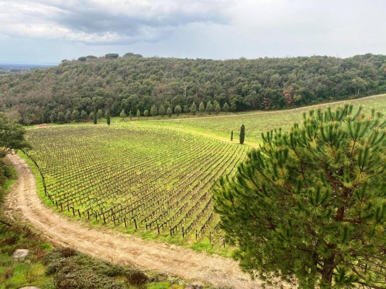 Wine tour with visit to the winery in Riparbella